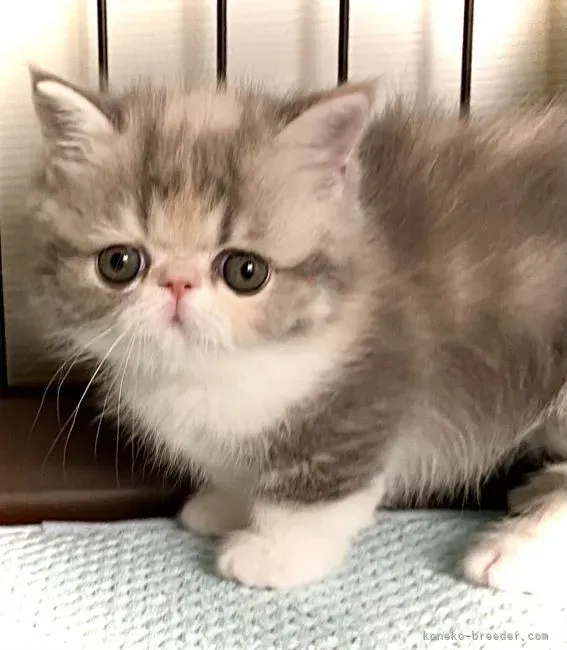 猫 ブリーダー 大阪で絶対失敗しない！安心の子猫を見つける方法